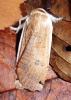 Noctua pronuba
